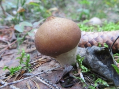 Lycoperdon molle