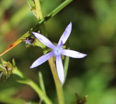 Wahlenbergia dieterlenii