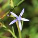 Wahlenbergia dieterlenii - Photo (c) riana60, some rights reserved (CC BY-NC), uploaded by riana60