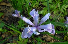 Iris macrosiphon