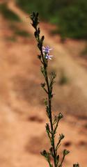 Wahlenbergia dieterlenii