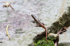 Sphenomorphus indicus