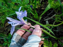 Iris macrosiphon