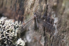 Achyrolimonia decemmaculata