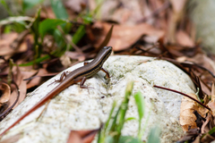 Sphenomorphus indicus