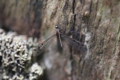 Achyrolimonia decemmaculata