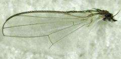 Hecamede granifera
