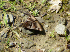 Euclidia ardita