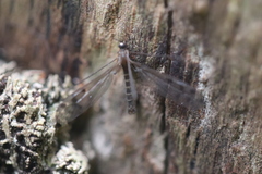 Achyrolimonia decemmaculata