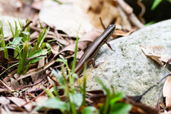 Sphenomorphus indicus