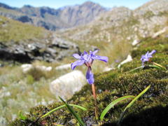 Moraea nubigena