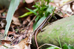 Sphenomorphus indicus