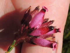 Erica cristata