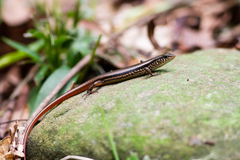 Sphenomorphus indicus