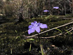 Moraea nubigena