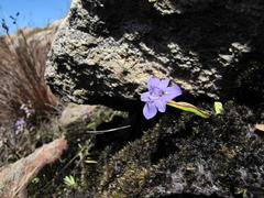 Moraea nubigena