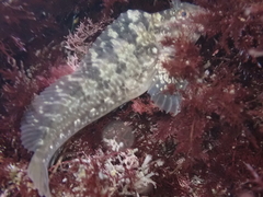 Hypsoblennius gilberti