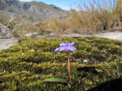 Moraea nubigena