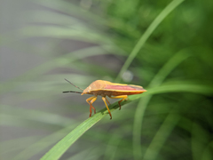 Megarrhamphus