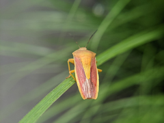 Megarrhamphus
