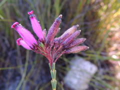 Erica cristata