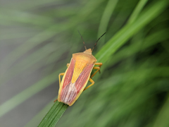 Megarrhamphus