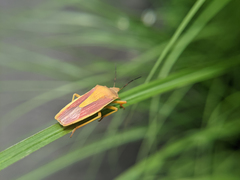 Megarrhamphus