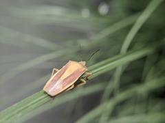Megarrhamphus