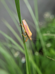 Megarrhamphus