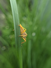 Megarrhamphus