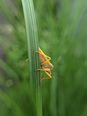 Megarrhamphus