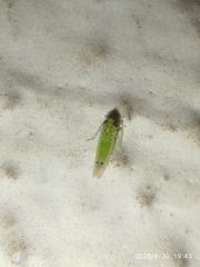 Cicadellidae