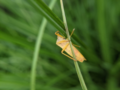 Megarrhamphus