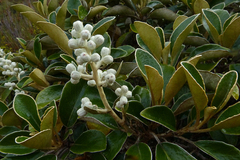 Brachyglottis elaeagnifolia