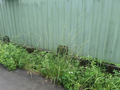Paspalum urvillei