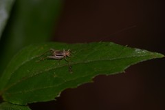 Svistella bifasciata