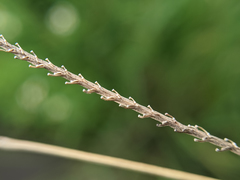 Paspalum urvillei