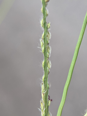 Paspalum urvillei
