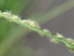 Paspalum urvillei