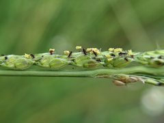 Paspalum urvillei