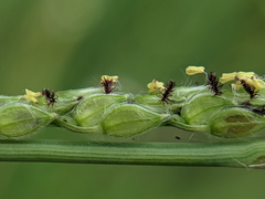Paspalum urvillei