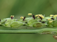 Paspalum urvillei