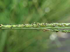 Paspalum urvillei