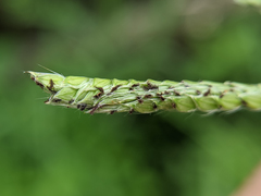 Paspalum urvillei