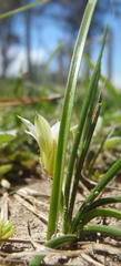 Romulea flava viridiflora