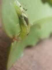 Paropsides calypso