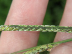 Paspalum urvillei