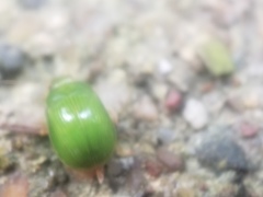 Paropsides calypso