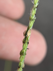 Paspalum urvillei