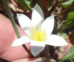 Romulea flava viridiflora